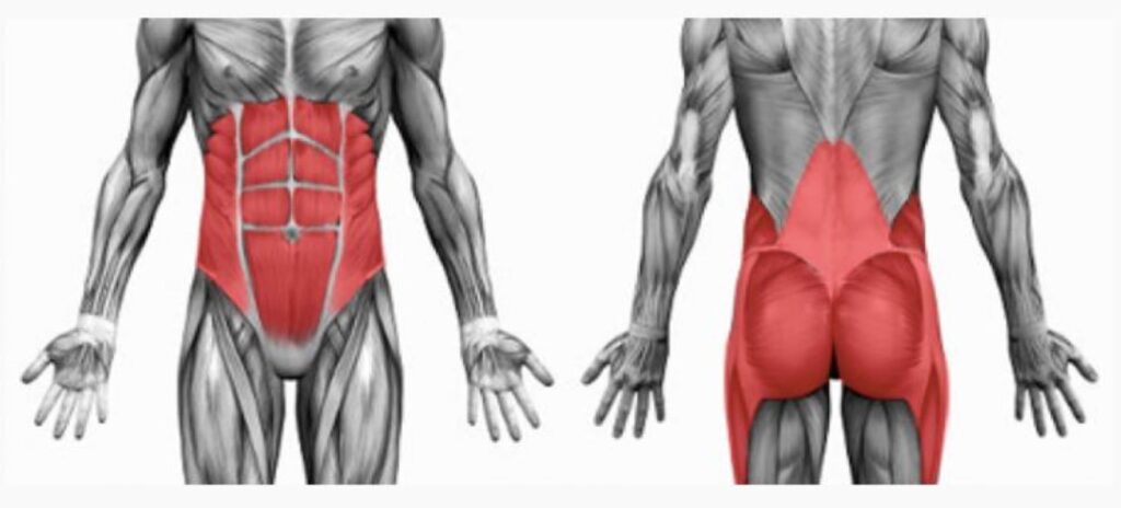 Clipart of the core body muscles