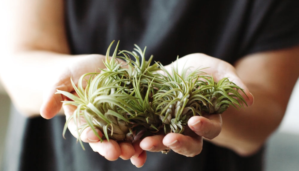 Air plants