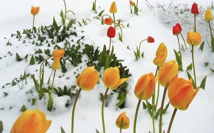 Flowers thriving in snow