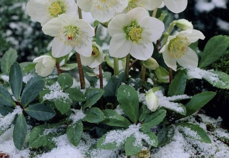 Hellebores