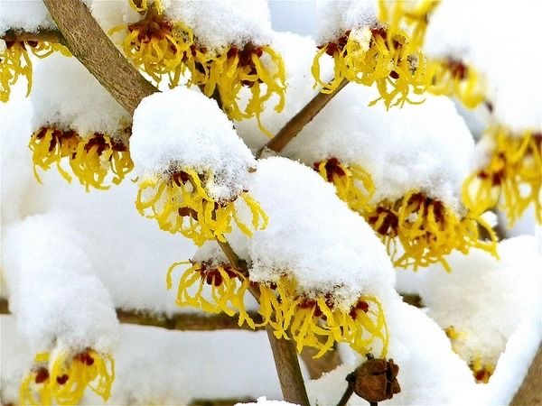 Witch Hazel