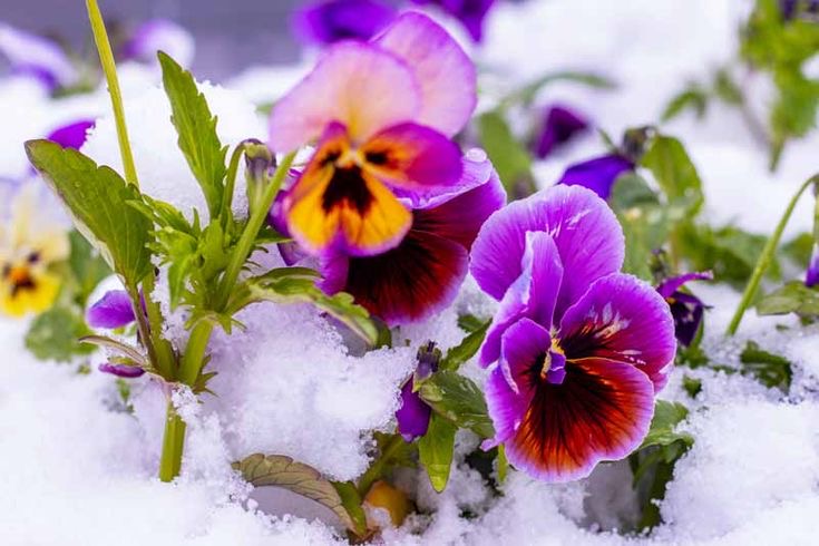 Pansies