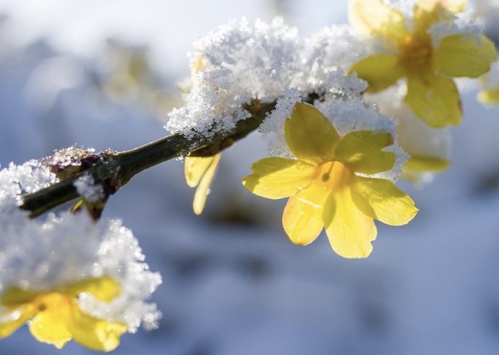 Winter Jasmine