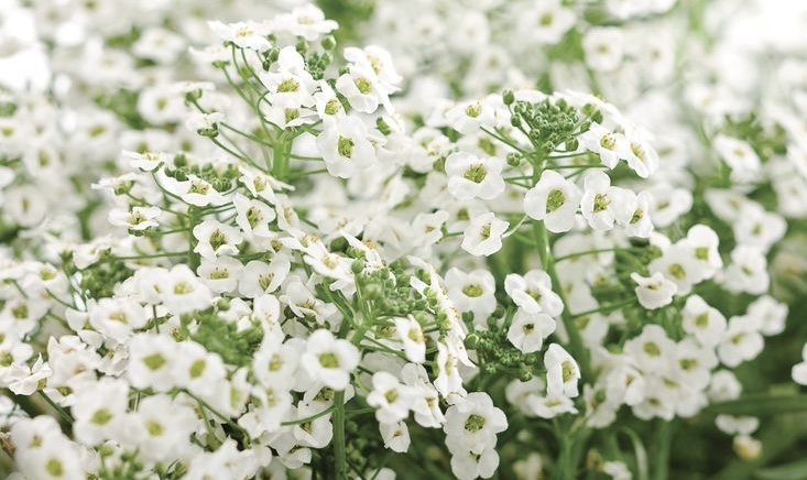 Alyssum