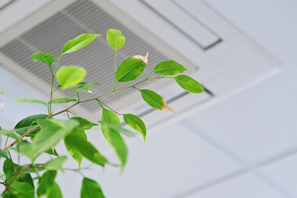 An indoor plant under an air vent