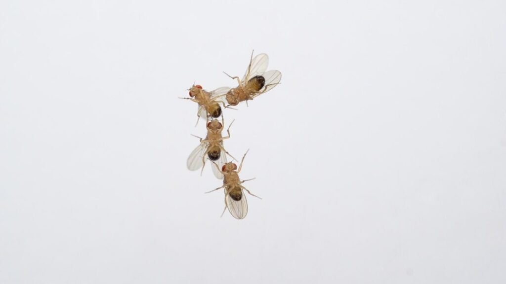 Fruit Fly Gender