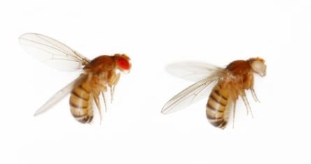 Spotting Color Variations in Fruit Flies