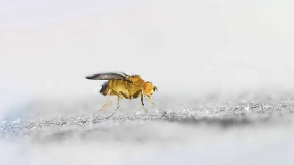 Male and Female Fruit Flies Legs