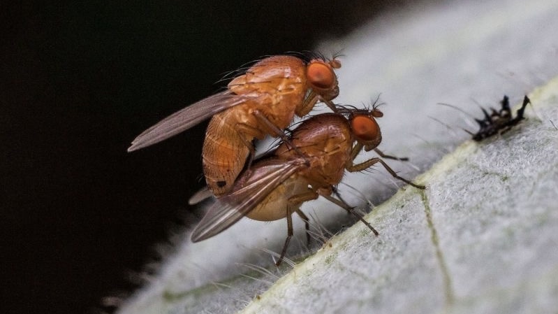  Fruit Fly’s Genitalia