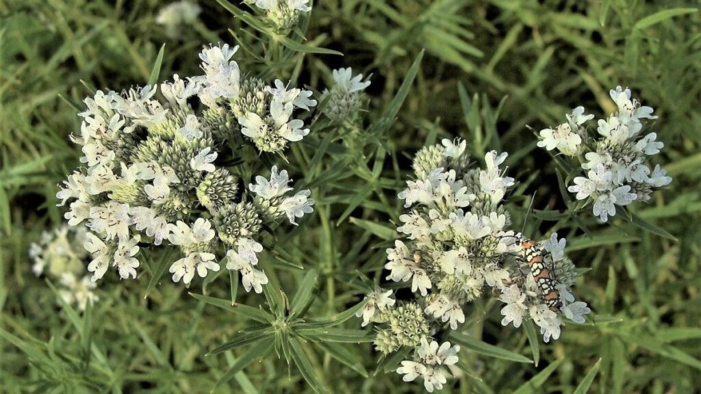 Growing mountain mint