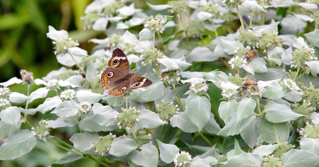 Mountain Mint