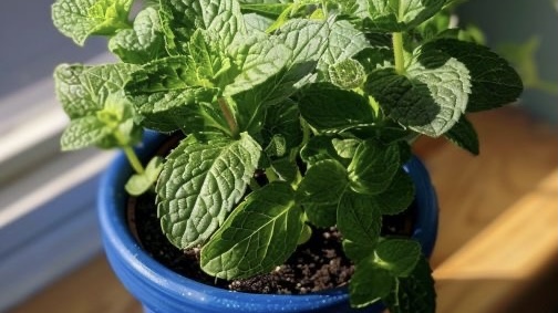 Mountain Mint seeds indoors