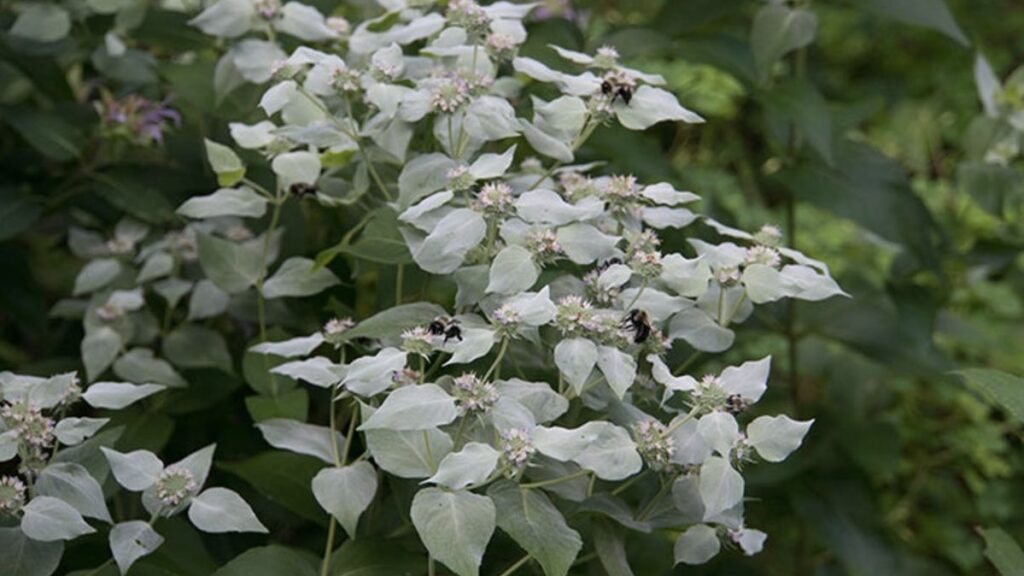 Pruning mountain mint