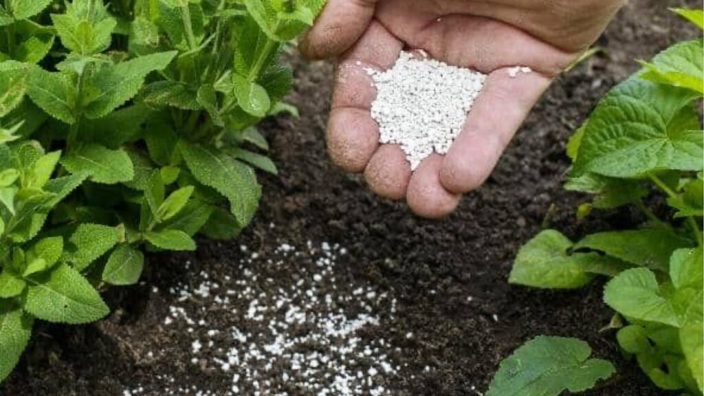 Person Using Organic Fertilizers for Healthy Soil