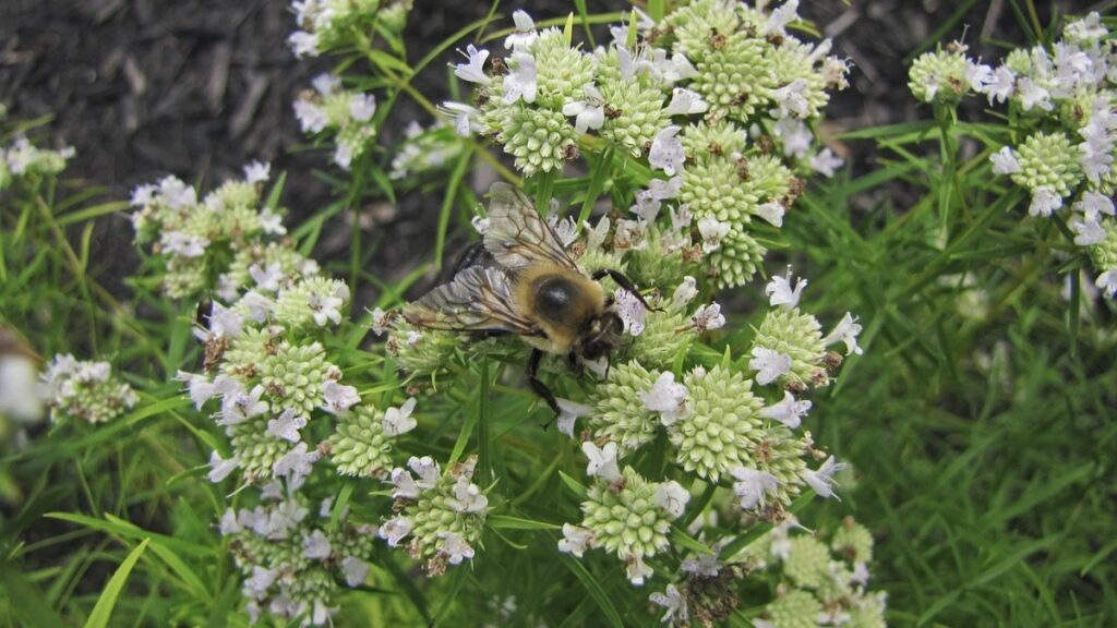 planting mountain mint in the ground