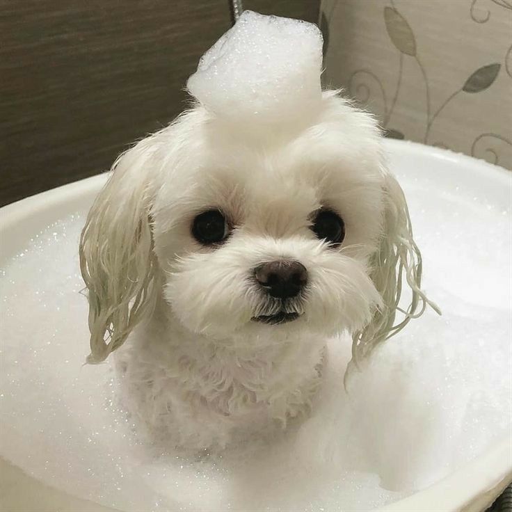 A dog bathing