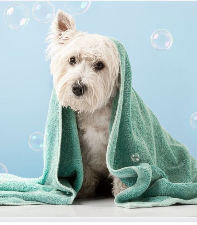 drying a wet dog