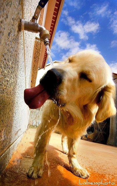 dog water