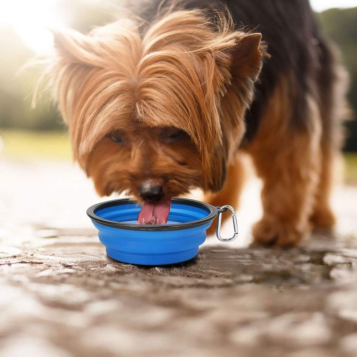 Collapsible Travel Bowl